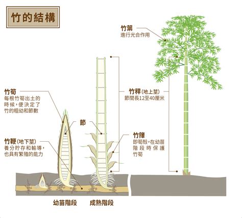 竹的類型